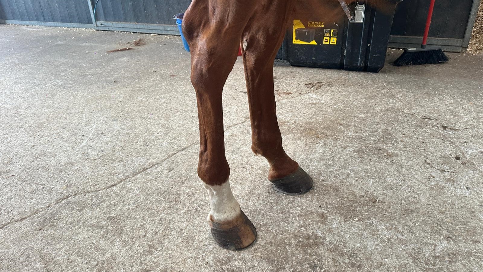 horse